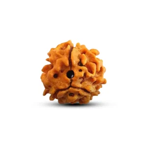 natural 3 mukhi rudraksh