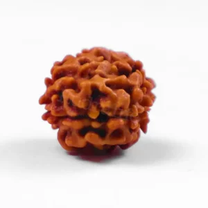 natural2 mukhi rudraksh