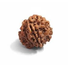 rudraksh 1 mukhi