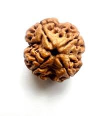 natural 4 mukhi rudraksh